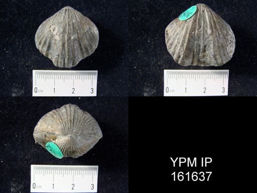 undet. Rhynchonellida