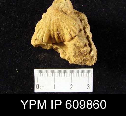 Uncinulus sp.
