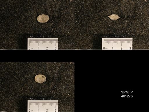 Orthis (Plectorthis) dichotoma