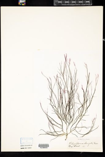 Polysiphonia elongata