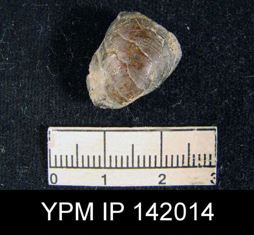 Orbiculoidea sp.