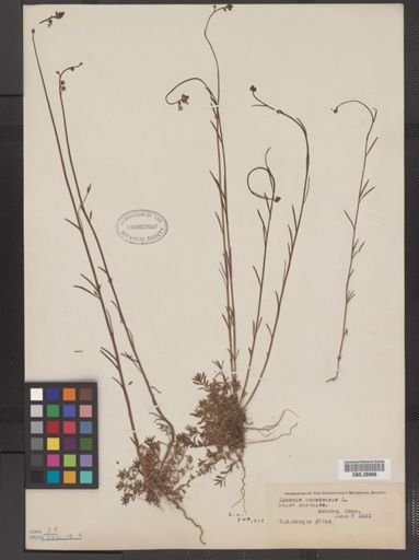 Linaria canadensis