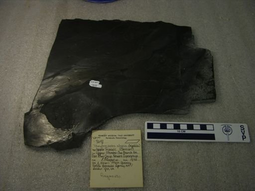Tanytrachelos ahynis