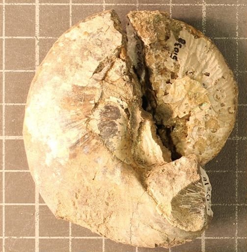 Hoploscaphites nicolletii