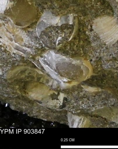 Corbulamella sp.