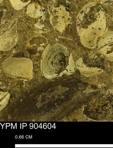 Corbulamella sp.