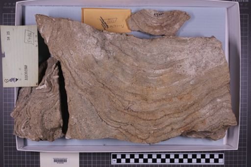 mixed taxa, stratigraphic collection