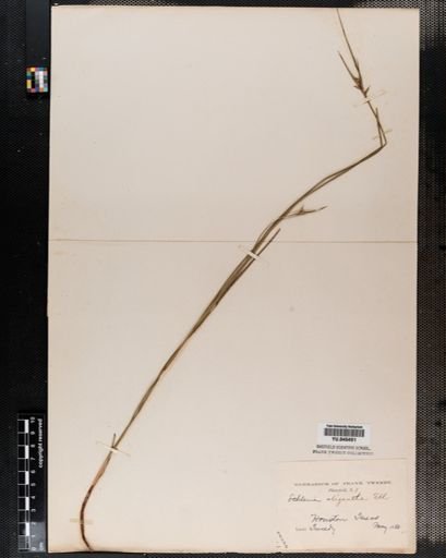 Scleria oligantha