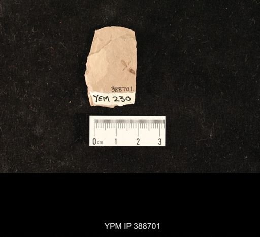 undet. Hymenoptera