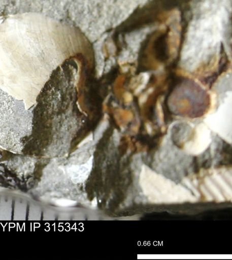 undet. Mollusca