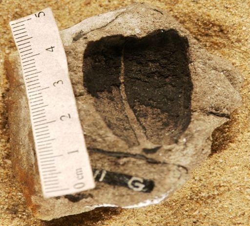 Trigonocarpon triloculare
