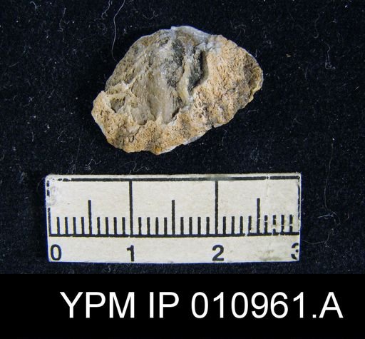 Meekella irregularis texana