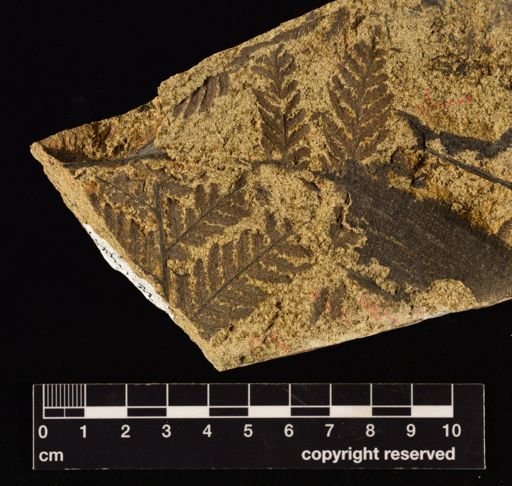 Cladophlebis impressa