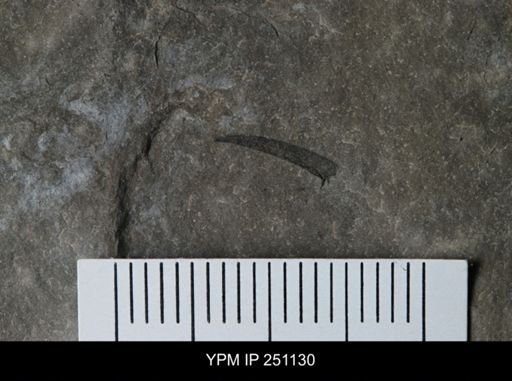 undet. Eurypterida