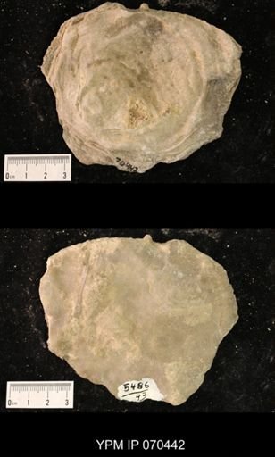 Heliolites nucella