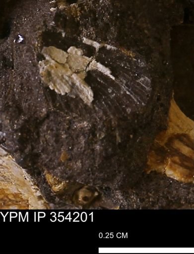 undet. Bivalvia