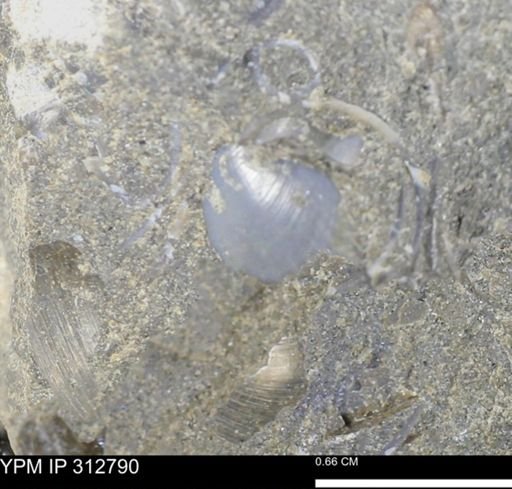 undet. Bivalvia