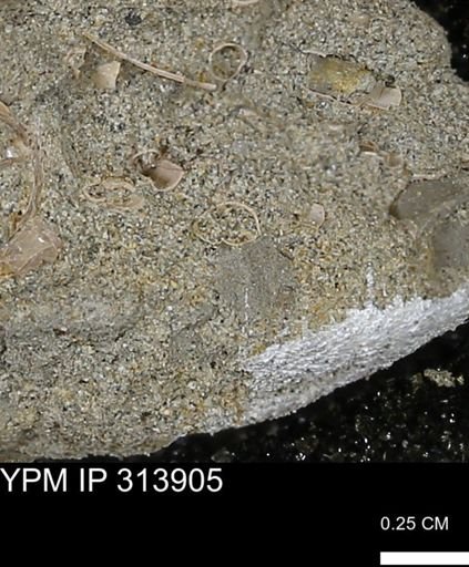 undet. Scaphopoda