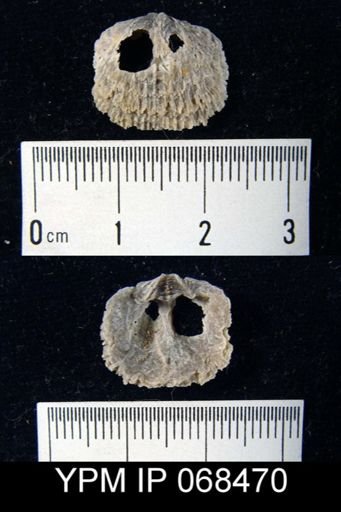 Plaesiomys proavita