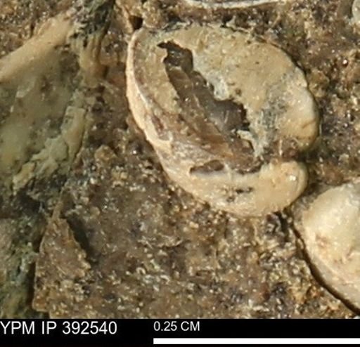 Protocardia subquadrata