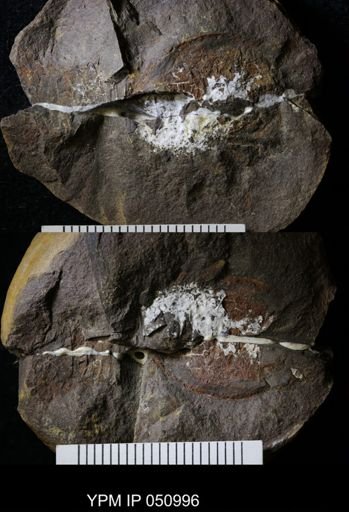 Anthracaris gracilis