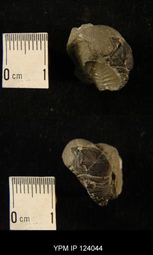 Phacops rana