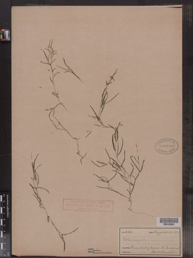Potamogeton spirillus