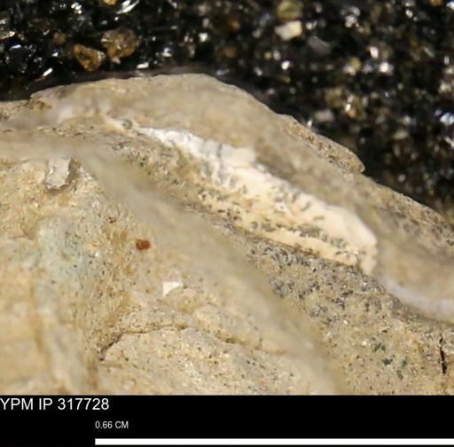 undet. Mollusca