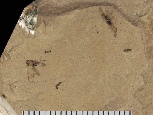 Coleoptera