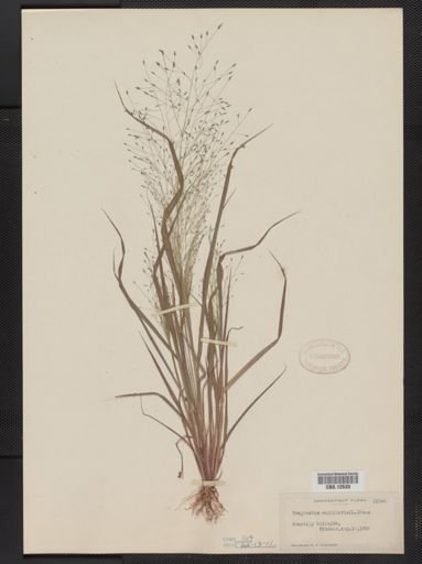 Eragrostis capillaris