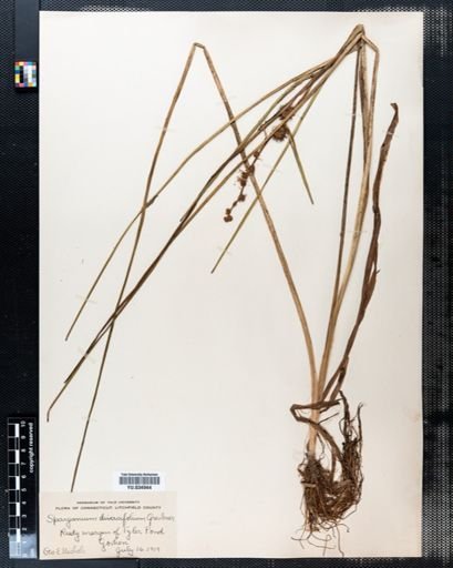 Sparganium chlorocarpum