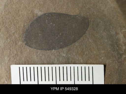 undet. Eurypterida