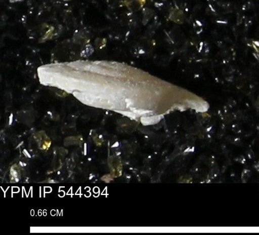 Poecilozonites bermudensis zonatus