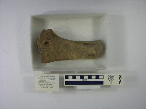 Teleoceras sp.