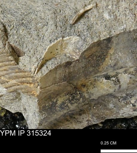 undet. Mollusca