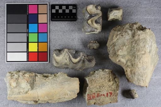 Brontotherium?