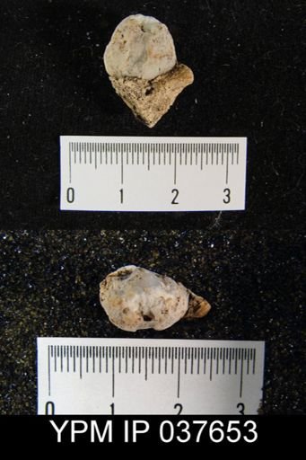 Avonia signata