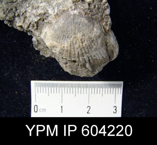 Plethorhyncha praespeciosa