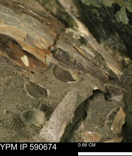 undet. Bivalvia
