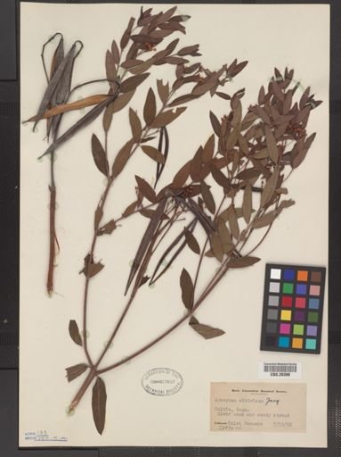Apocynum sibiricum