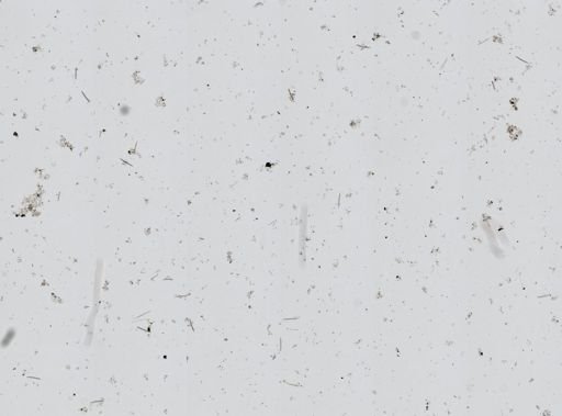 Chalinula loosanoffi