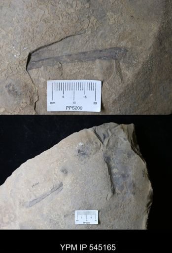 Eurypterida?