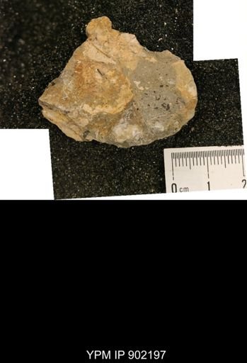 undet. Inoceramidae