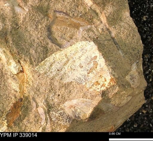 undet. Bivalvia