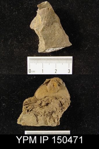 Orthorhynchula sp.