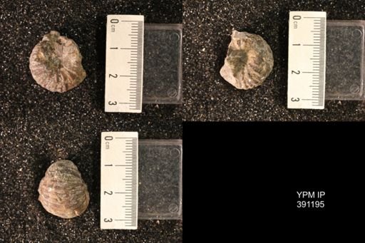 Scaphitidae