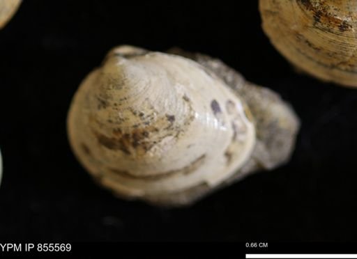 Limopsis striatopunctatus