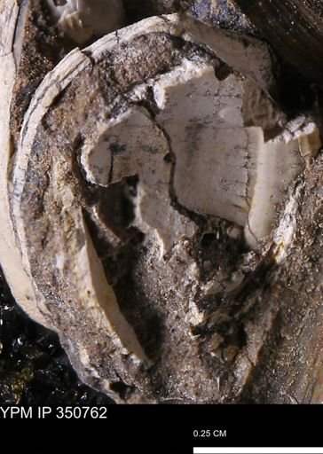 undet. Bivalvia