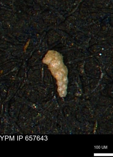 Verneuilinoides kansasensis