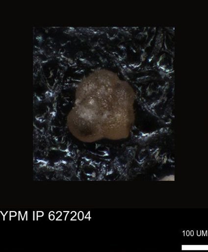 undet. Foraminiferida